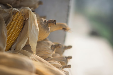 corn hanging in cellar