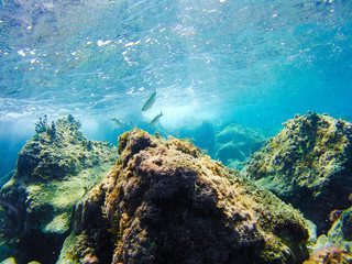 Fototapeta na wymiar Colorful underwater vegetation in the Mediterranean sea