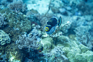 Unterwasseraufnahmen: Fische, Korallen