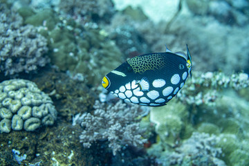 Unterwasseraufnahmen: Fische, Korallen