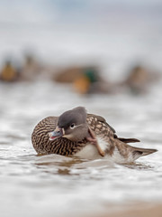   Portrait of Female Mandarin Duck (Aix galericulata) on the water. The mandarin duck (Aix galericulata) is a perching duck species native to East Asia. 