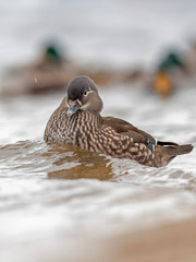   Portrait of Female Mandarin Duck (Aix galericulata) on the water. The mandarin duck (Aix galericulata) is a perching duck species native to East Asia. 