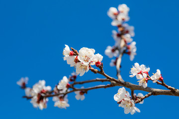 Springtime detail of tree branches with white flowers in bloom. Image
