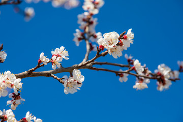 Springtime detail of tree branches with white flowers in bloom. Image
