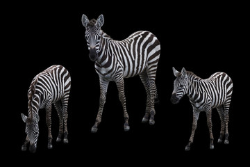 Zebra animal photo set isolated on black background