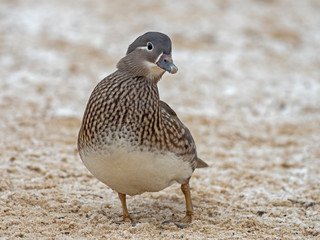   Portrait of Female Mandarin Duck (Aix galericulata) on the water. The mandarin duck (Aix galericulata) is a perching duck species native to East Asia. 