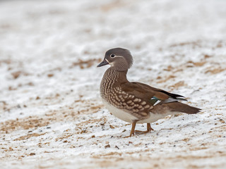   Portrait of Female Mandarin Duck (Aix galericulata) on the water. The mandarin duck (Aix galericulata) is a perching duck species native to East Asia. 