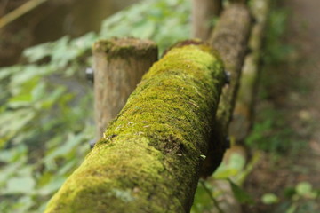 日本　苔　木　自然