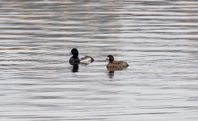  Greater Scaup swimming in the open water. Male and female greater scaup (Aythya marila) on the water. 