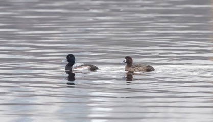  Greater Scaup swimming in the open water. Male and female greater scaup (Aythya marila) on the water. 