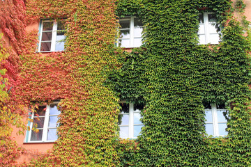 Fensterfront mit Efeu