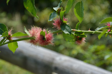 Buschrose - wild - Zweige