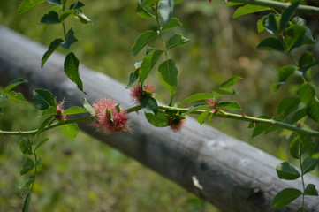 Buschrose - wild - Zweige