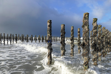 Piquets élevage de moules ) OYE-Plage (62)