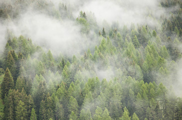 A misty day over an Italian mountain forest