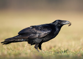Raven (Corvus corax) close up