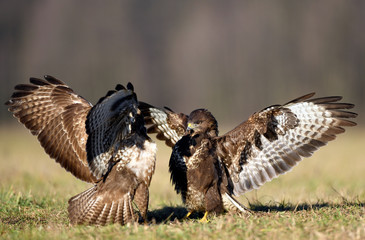 Common buzzard (Buteo buteo) in fight