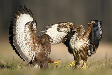 Common buzzard (Buteo buteo) in fight