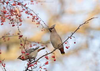 Bohemian Waxwing - Bombycilla garrulus - feeding on the berries in winter time. Wild Bohemian Waxwing (Bombycilla garrulus) in berry bush. 