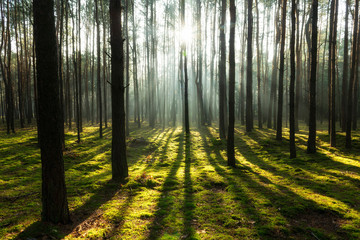 Fototapeta na wymiar Beautiful morning in pine forest