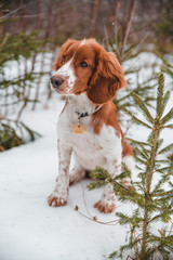 Cute little puppy of welsh springer spaniel breed in snowy winter forest.