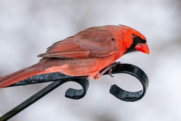 Cardinal