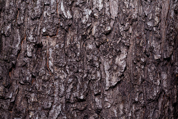 The texture of the tree bark is gray. Stock photo background bark close-up.