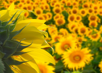 Sunflower in one direction and sunflowers pointing in different way to sun. Concept of  different and innovative. Can used for leader content.