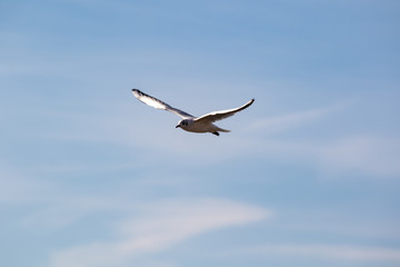 Obraz premium Flying high