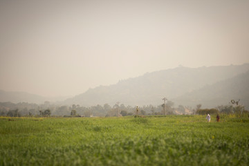 people harvesting in the countryside in Nepal