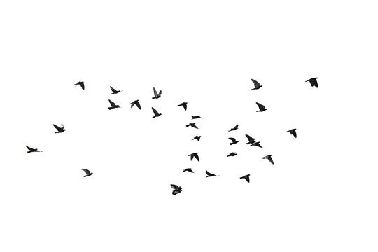 Flocks of flying pigeons isolated on white background. Clipping path.