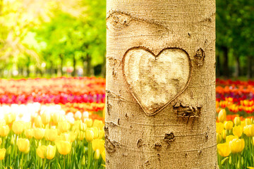 tree with heart in spring