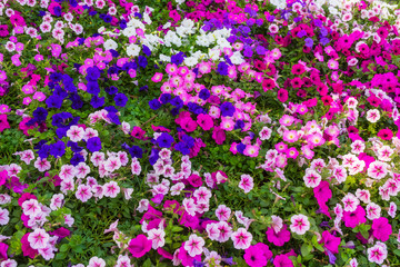 Beautiful flowers blooming in garden