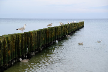 Fototapeta na wymiar Breakwater overgrown with green algae and seagulls on the beach on the Baltic Sea in Dziwnowek, Poland. Breakwaters protect the shore against high waves during a storm.