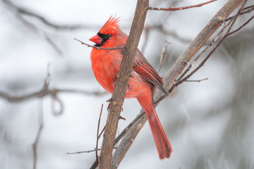 Cardinal