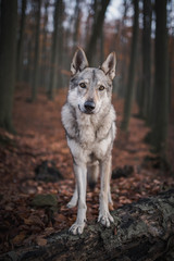 Vertical photo of a Czechoslovakian Wolfdog