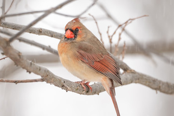 Cardinal