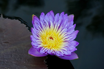 A bright purple and yellow Tropical Day-Flowering Waterlily