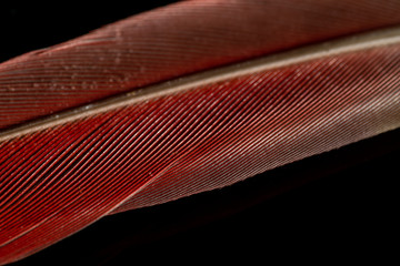 macro photo of a bird feather