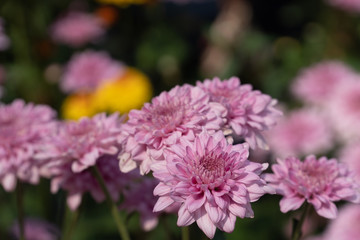 Beautiful Chrysanthemum in the garden