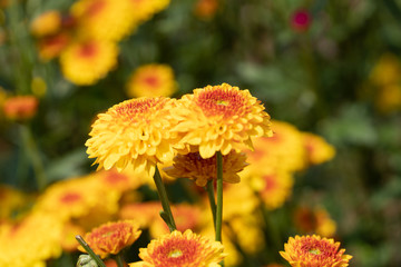 Beautiful Chrysanthemum in the garden