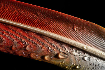 Macro photo of a bird feather with water drops