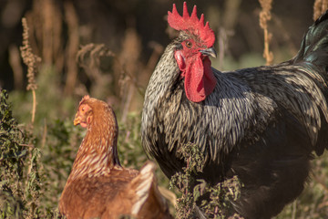 Gallo y gallina criados en libertad