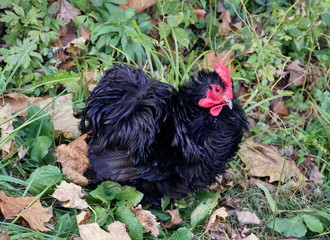 A black frizzle chicken with curly feathers on the grass