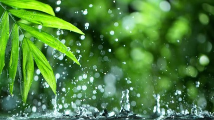 fresh green leaves with water drops over the water , relaxation with water ripple drops concept , filmed on cinema slow motion camera at 1000 fps - Powered by Adobe