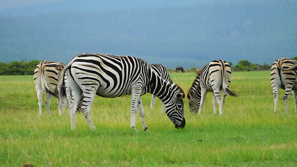 Fototapeta na wymiar Zebras und Elefanten im einem Game Reserve Nähe Plettenberg Bay in Südafrka bei bedecktem Himmel