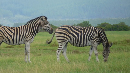 Fototapeta na wymiar Zebras und Elefanten im einem Game Reserve Nähe Plettenberg Bay in Südafrka bei bedecktem Himmel