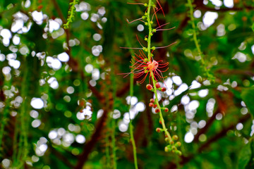 Indian Oak, Freshwater Mangrove flowers with bokeh background. Selective focus.