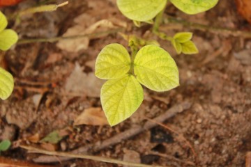 green leaf on the ground