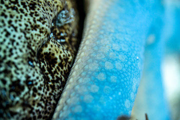 Unterwasseraufnahmen: Fische, Korallen